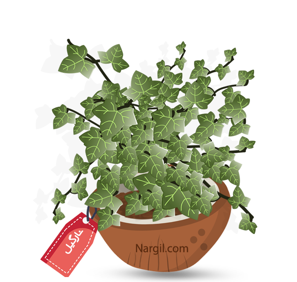Nargil_Hedera Canariensis